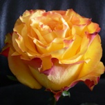 New Flash Roses d'Equateur Ethiflora